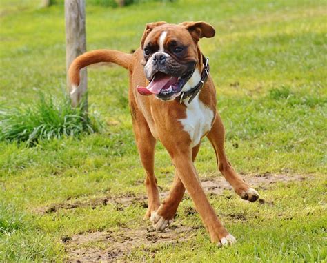 are boxers good family dogs.